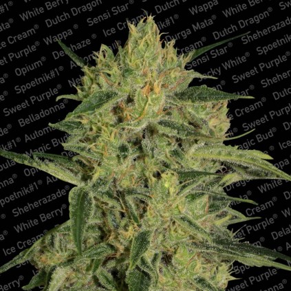Nebula II CBD Paradise Seeds