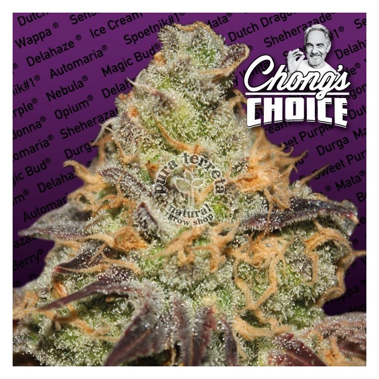 Blue Kush Berry Paradise Seeds