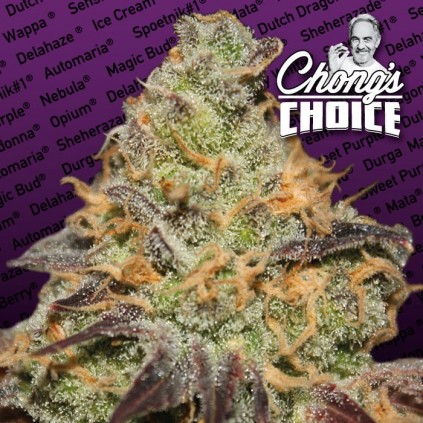 Blue Kush Berry Paradise Seeds