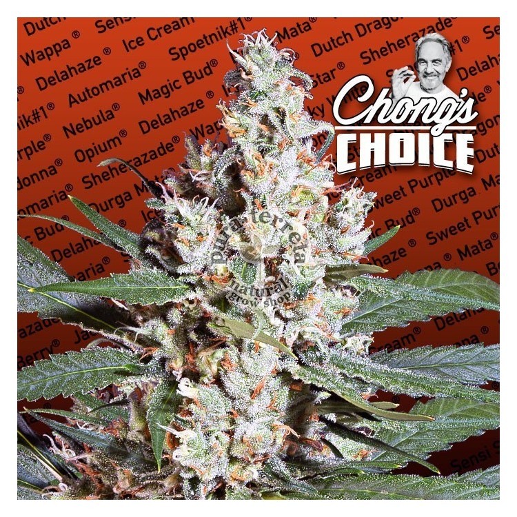 L.A Amnesia Paradise Seeds