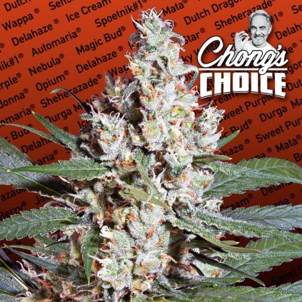 L.A Amnesia Paradise Seeds