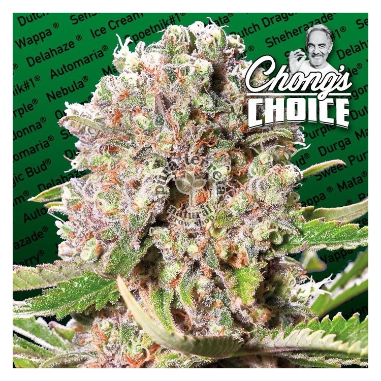 Mendocino Skunk Paradise Seeds
