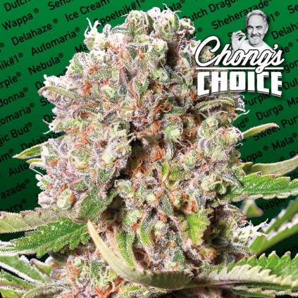 Mendocino Skunk Paradise Seeds