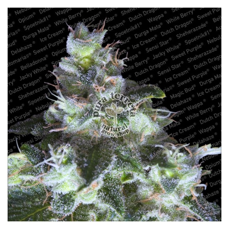 Original White Widow Paradise Seeds