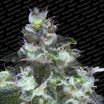 Original White Widow Paradise Seeds