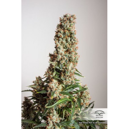 Auto Orange Bud Dutch Passion