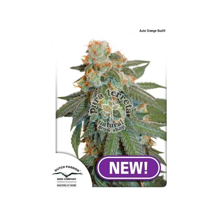 Auto Orange Bud Dutch Passion