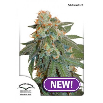 Auto Orange Bud Dutch Passion