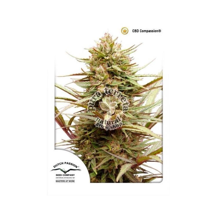 CBD Compassion Dutch Passion