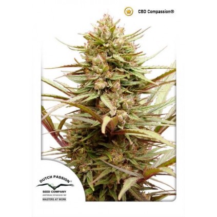 CBD Compassion Dutch Passion