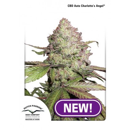 CBD Charlotte´s Angel Dutch Passion