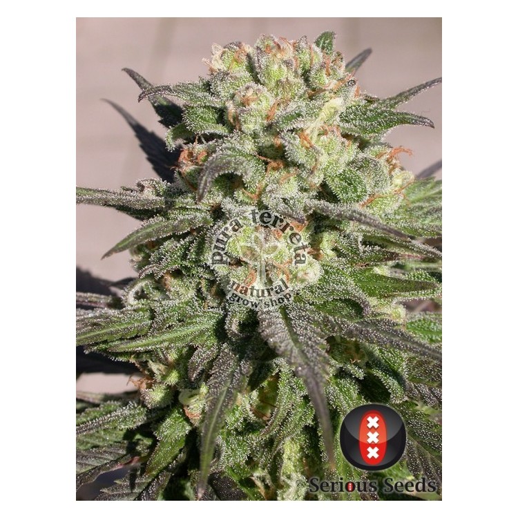 Warlock Serious Seeds