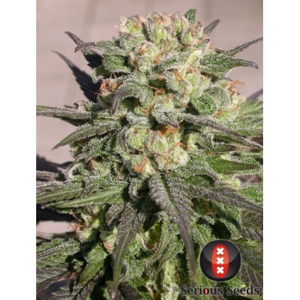 Warlock Serious Seeds