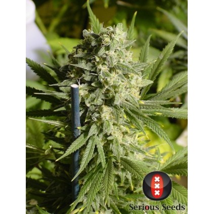 Double Dutch Serious Seeds 