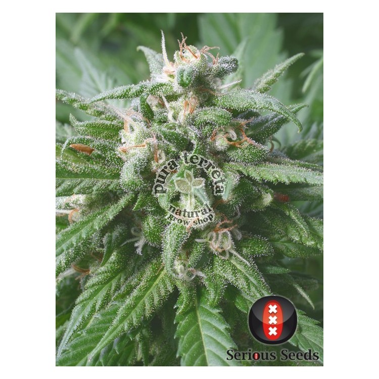 Biddy Early Serious Seeds 