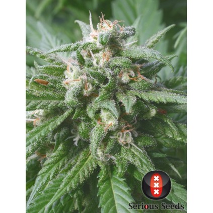 Biddy Early Serious Seeds 