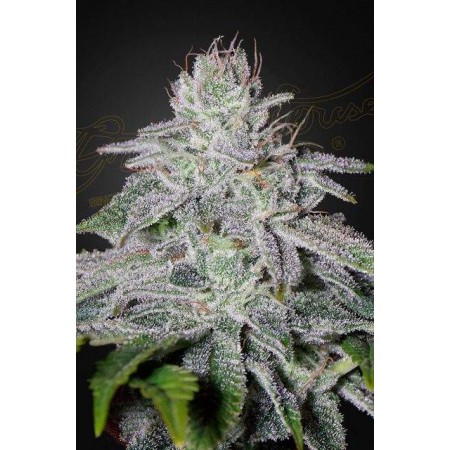Franco´s Lemon Cheese Green House Seeds