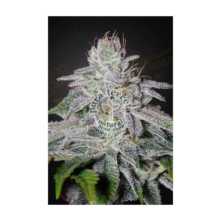 Franco´s Lemon Cheese Green House Seeds