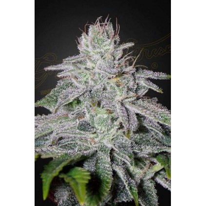 Franco´s Lemon Cheese Green House Seeds