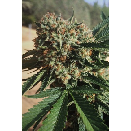 Sapphire OG Humboldt