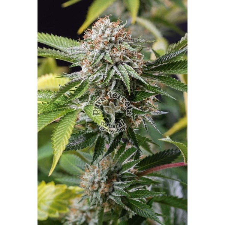 Mango Sapphire Humboldt