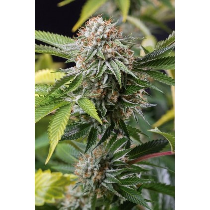 Mango Sapphire Humboldt