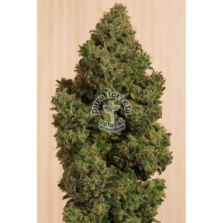 Blue Dream CBD Humboldt