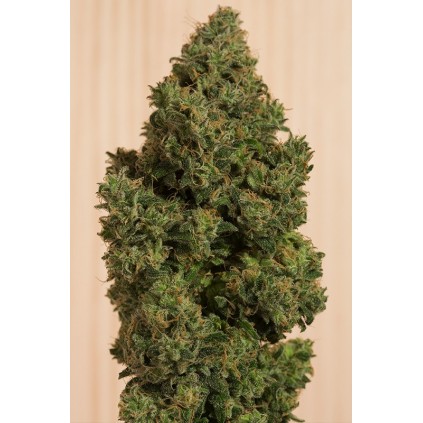 Blue Dream CBD Humboldt