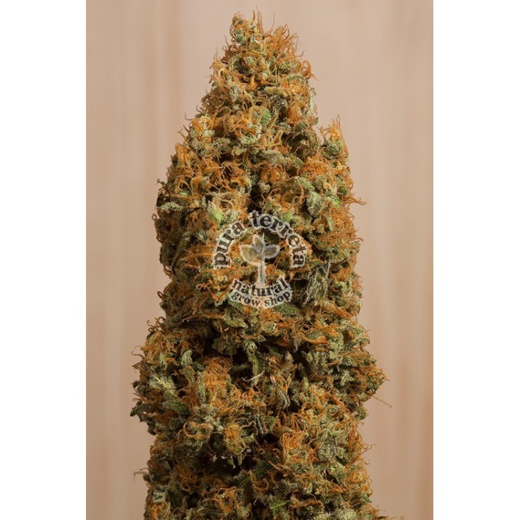 Green Crack CBD Humboldt