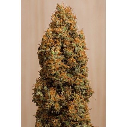 Green Crack CBD Humboldt