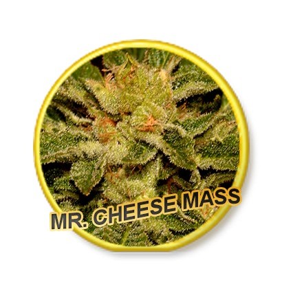 Mr. Cheese Mass Mr. Hide