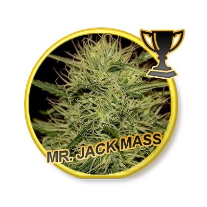 Mr. Jack Mass Mr. Hide