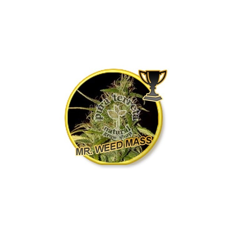 Mr. Weed Mass Mr. Hide