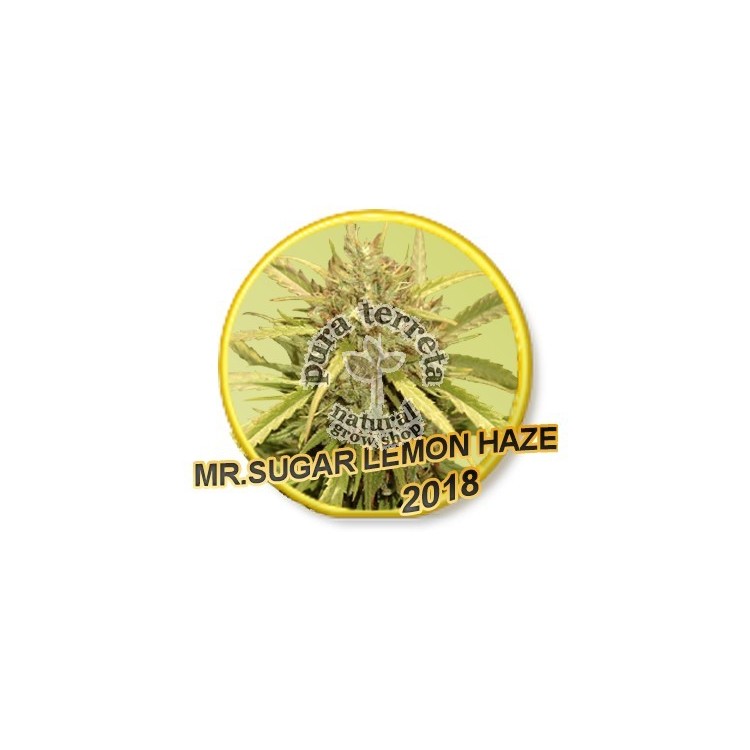 Mr. Sugar Lemon Haze Mr. Hide