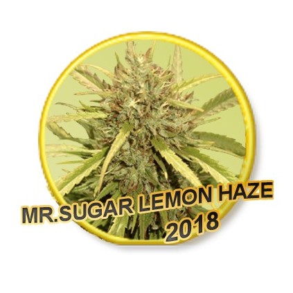 Mr. Sugar Lemon Haze Mr. Hide
