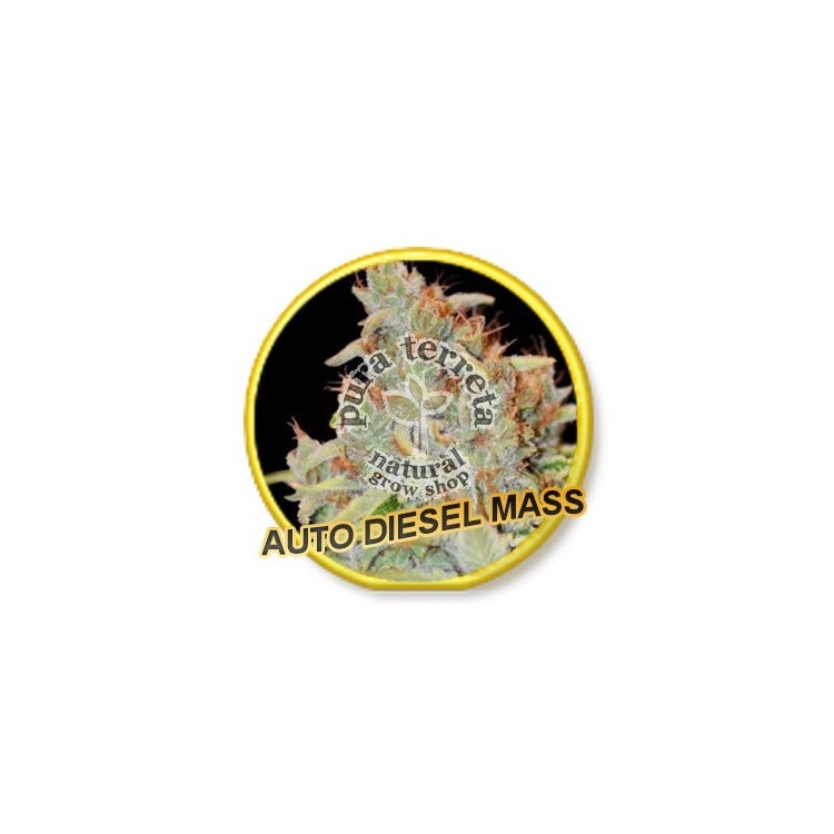 Auto Diesel Mass Mr. Hide