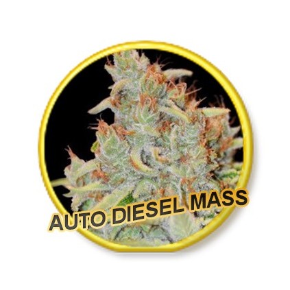 Auto Diesel Mass Mr. Hide