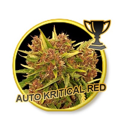 Auto Kritical Red Mr. Hide