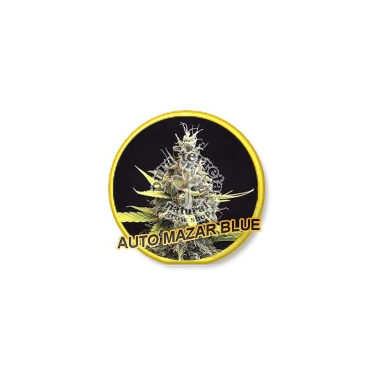 Auto Mazar Blue Mr. Hide