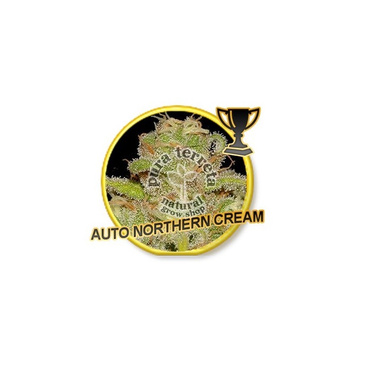 Auto Northern Cream Mr. Hide