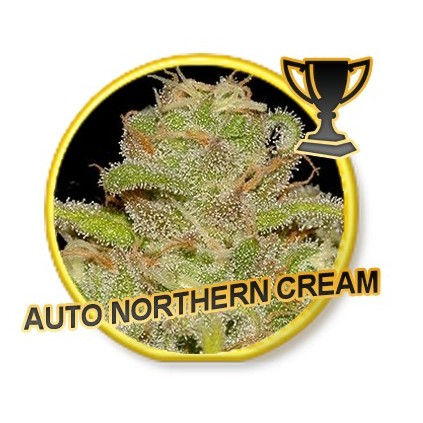 Auto Northern Cream Mr. Hide