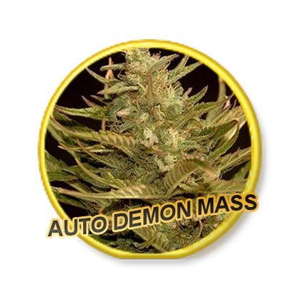 Auto Demon Mass Mr. Hide