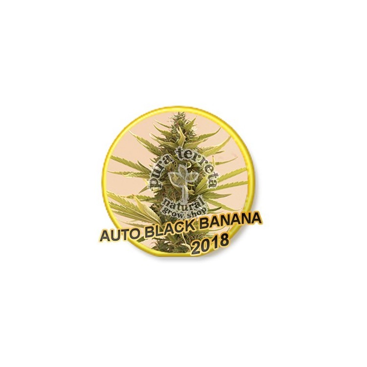 Auto Black Banana Mr. Hide