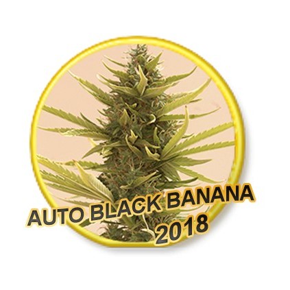 Auto Black Banana Mr. Hide