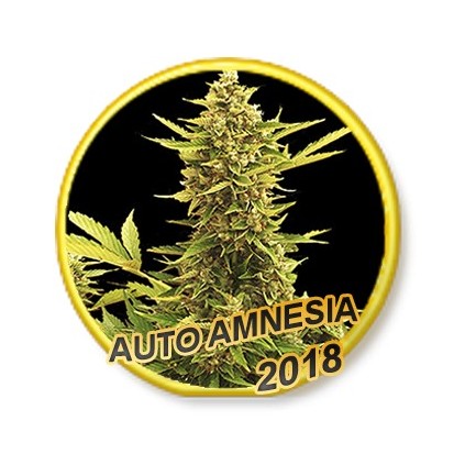 Auto Amnesia Mr. Hide