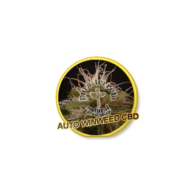 Auto Winweed CBD Mr. Hide