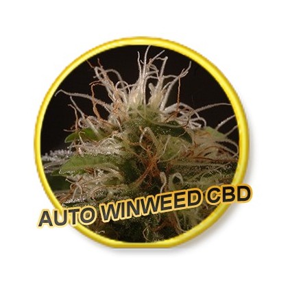 Auto Winweed CBD Mr. Hide