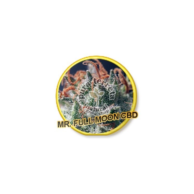 Full Moon CBD Mr. Hide