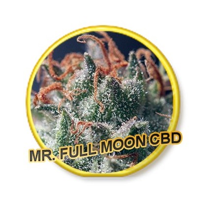 Full Moon CBD Mr. Hide