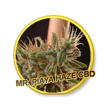 Piaya CBD Mr. Hide